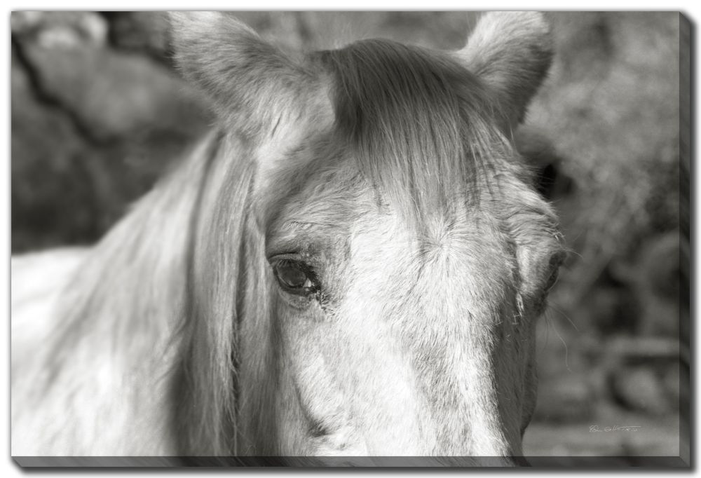 A Horse Called Snow