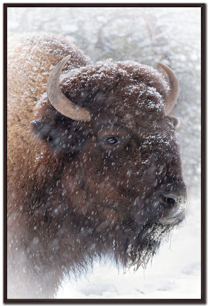 Buffalo In Snow