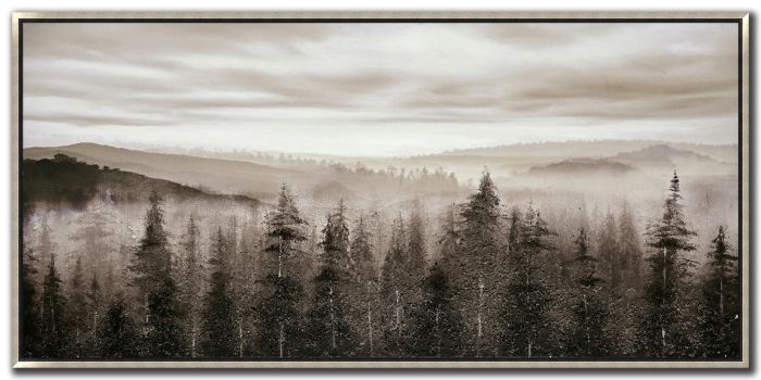 Foggy Mountain Pines