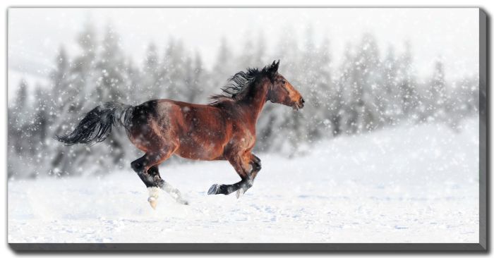 Full Winter Gallop