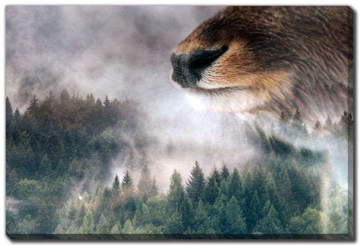 Bear Gaze Over Misty Forest