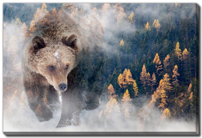 Bear Domain Misty Forest