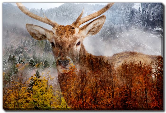 Stag In The Misty Forest