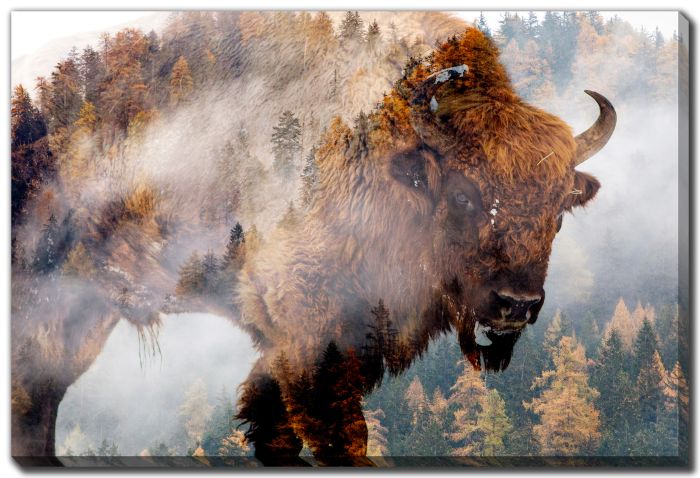 Misty Bison In The Forest