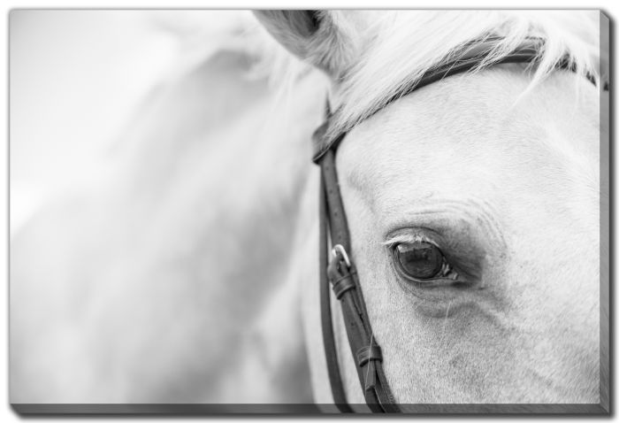 Palomino Horse Close Up