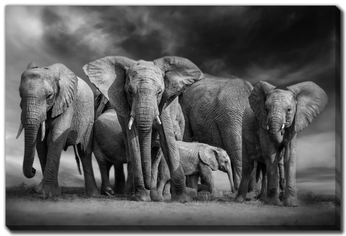 Majestic Elephant Herd