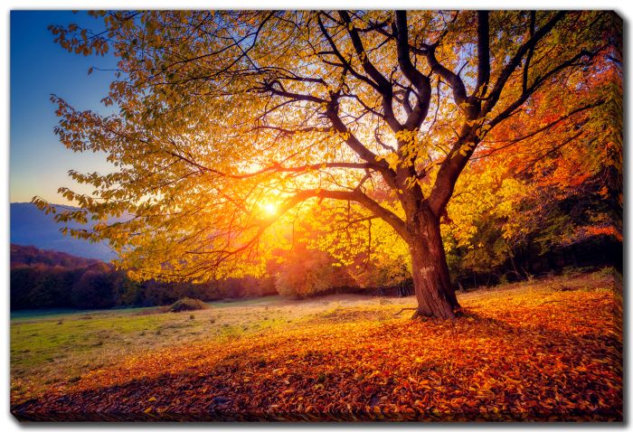 Sunlit Autumn Tree