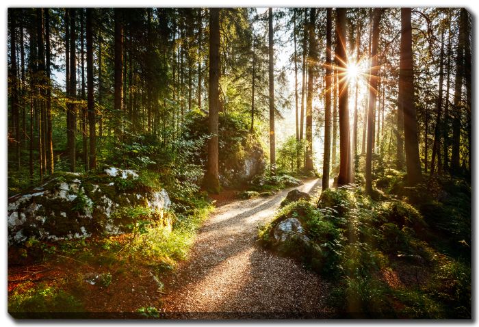 Sunlit Forest Trail