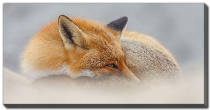 Red Fox In Nature
