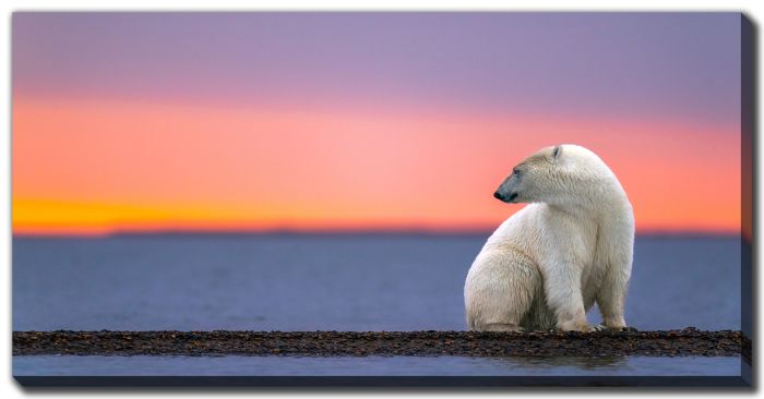 Polar Bear At Sunset