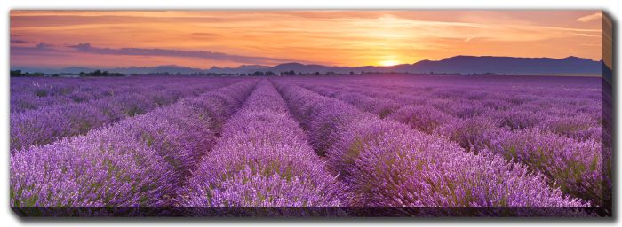 Blooming Fields Of Lavender