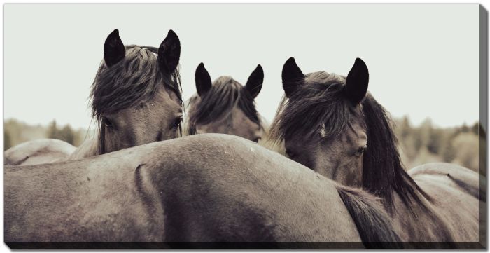 Friesian Horse Brothers