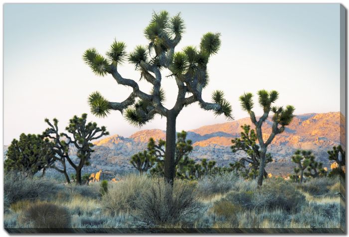 Joshua Tree Sunset