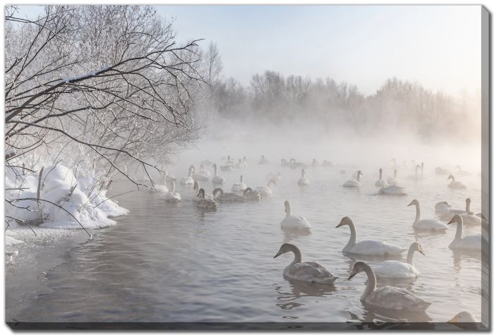 Swan Lake