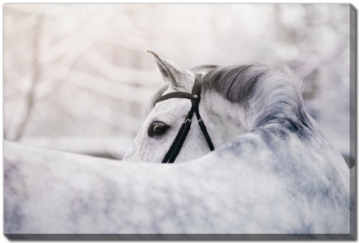 Grace in Snow Horse Portrait