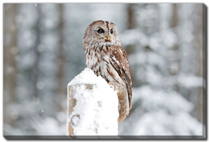 Owl on Snowing Perch
