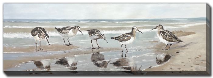 Shorebirds