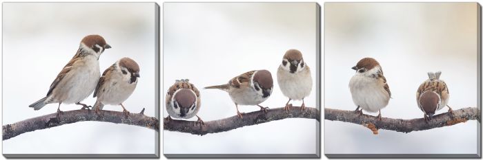 Sparrows On A Branch